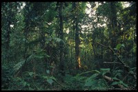 /album/ecosistemas-de-mexico1/ehp0038-selva-lacandona-chiapas-jpg/